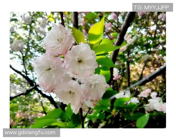 樱花盛宴与新泻天鹅的华丽对决展现青春与优雅的完美交融